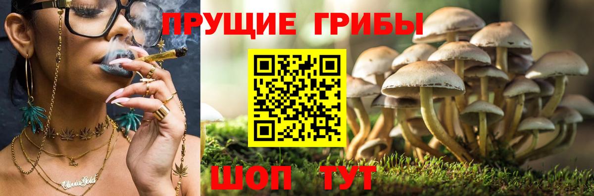 Черногорск  Псилоцибиновые грибы ЛСД  Псилоцибиновые грибы Magic Shrooms  Вход с VPN 